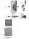 Fig. 22 - System and method for the visualization and characterization of objects in images