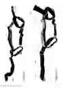 Fig. 06 - Animal training harness
