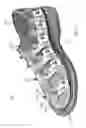 Fig. 04 - Footwear having pressure equalization and optimization