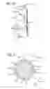 Fig. 06 - Knotless suture anchor for soft tissue repair and method of use