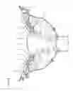 Fig. 02 - Methods and systems for the manipulation of ovarian tissues