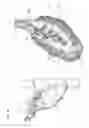 Fig. 03 - Methods and systems for the manipulation of ovarian tissues