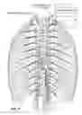 Fig. 08 - Devices and methods for treatment of heart failure by splanchnic nerve ablation