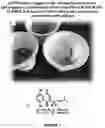 Fig. 02 - Topical compositions of (gromwell root) for treating or controlling excessive oil production in skin and minimizing glycation in skin, and methods of using the compositions