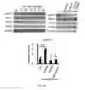 Fig. 02 - METHODS AND ASSAYS RELATING TO MACROPHAGE DIFFERENTIATION