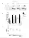Fig. 18 - Vaccine Adjuvant