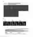 Fig. 09 - Transgenic animal for visualization of ATP and use thereof