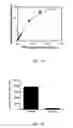 Fig. 02 - Compositions for circulatory system visualization