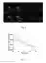 Fig. 06 - Compositions for circulatory system visualization