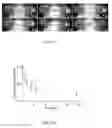 Fig. 07 - Compositions for circulatory system visualization