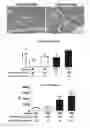 Fig. 01 - Compositions and methods for reducing the risk of post-imaging pancreatitis
