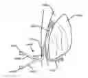 Fig. 01 - Multi-lumen indwelling catheter