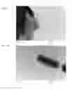 Fig. 35 - Cell-directed synthesis of multifunctional nanopatterns and nanomaterials