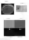 Fig. 43 - Cell-directed synthesis of multifunctional nanopatterns and nanomaterials