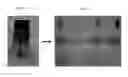 Fig. 45 - Cell-directed synthesis of multifunctional nanopatterns and nanomaterials