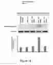Fig. 19 - Identification of immunogenic MHC class II peptides for immune-based therapy