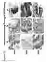 Fig. 23 - Identification of immunogenic MHC class II peptides for immune-based therapy