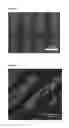 Fig. 09 - Collagen mimetic peptide