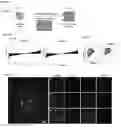 Fig. 02 - MODULATORS OF ACTIVIN AND METHODS FOR MODULATING IMMUNE RESPONSES AND T FOLLICULAR HELPER CELLS