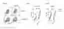 Fig. 06 - MODULATORS OF ACTIVIN AND METHODS FOR MODULATING IMMUNE RESPONSES AND T FOLLICULAR HELPER CELLS