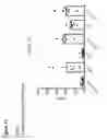Fig. 19 - MODULATORS OF ACTIVIN AND METHODS FOR MODULATING IMMUNE RESPONSES AND T FOLLICULAR HELPER CELLS