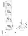 Fig. 20 - MODULATORS OF ACTIVIN AND METHODS FOR MODULATING IMMUNE RESPONSES AND T FOLLICULAR HELPER CELLS