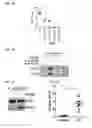 Fig. 07 - Modulators of ROR1-ROR2 binding