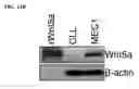 Fig. 34 - Modulators of ROR1-ROR2 binding