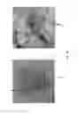 Fig. 06 - Quantum dot luminophore