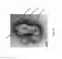 Fig. 07 - Quantum dot luminophore