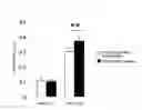 Fig. 08 - Lactic acid bacterium having IgA production promoting activity, and use thereof