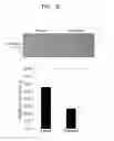 Fig. 08 - Postnatal adherent cells and preparation method therefor