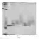 Fig. 02 - Modified DNase and uses thereof