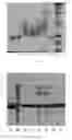 Fig. 17 - Modified DNase and uses thereof