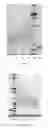Fig. 19 - Modified DNase and uses thereof
