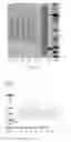Fig. 20 - Modified DNase and uses thereof