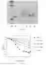Fig. 22 - Modified DNase and uses thereof