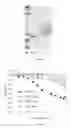 Fig. 23 - Modified DNase and uses thereof