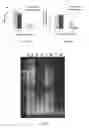 Fig. 33 - Modified DNase and uses thereof