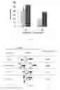 Fig. 38 - Modified DNase and uses thereof