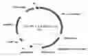 Fig. 01 - Methods and compositions for restoration of cone function in BCM