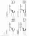 Fig. 04 - Polymer tagged nucleotides for single molecule electronic SNP assay