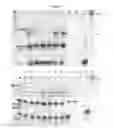 Fig. 09 - Polymer tagged nucleotides for single molecule electronic SNP assay