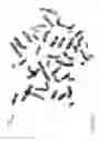 Fig. 06 - Staining and staining pre-treatment methods and devices