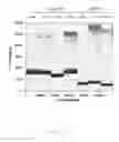 Fig. 09 - METHOD FOR DETECTING THE QUANTITY OF BIOMARKER AND IDENTIFYING DISEASE STATUS
