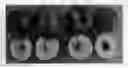 Fig. 01 - Nectarine tree named 'Smooth Delight Three'