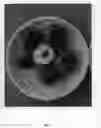 Fig. 03 - Nectarine tree named 'Smooth Delight Three'