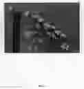 Fig. 04 - Nectarine tree named 'Smooth Delight Three'