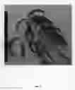 Fig. 05 - Nectarine tree named 'Smooth Delight Three'