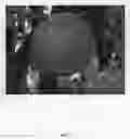 Fig. 02 - Peach tree named 'Fire zest one'